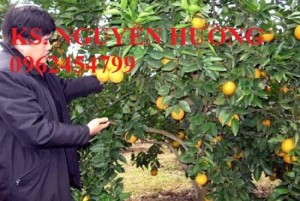 Chuyên cung cấp giống cam cara ruột đỏ không hạt