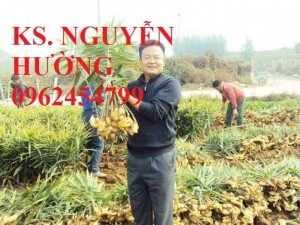 Chuyên cung cấp Cây gừng giống