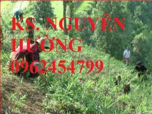 Chuyên cung cấp Cây gừng giống