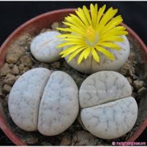 Hạt giống đá sống (Thạch Lan ) Mix ( Lithops)