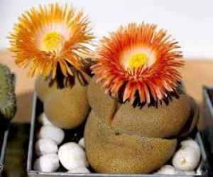 Hạt giống đá sống (Thạch Lan ) Mix ( Lithops)