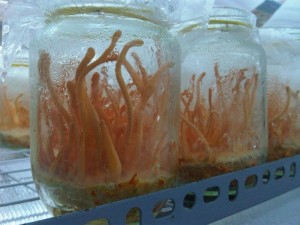 Đông Trùng Hạ Thảo Nguyên Chất