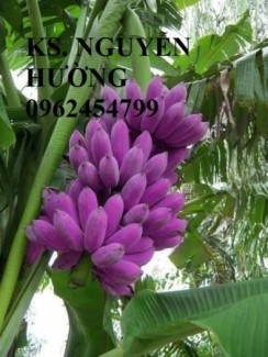 Chuyên cung cấp giống cây chuối tím số lượng lớn