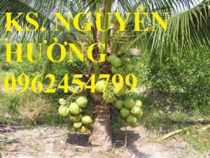 Chuyên cung cấp giống cây dừa xiêm, cho trái ngọt