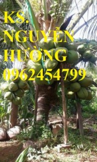 Chuyên cung cấp giống cây dừa xiêm, cho trái ngọt