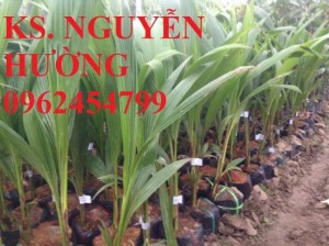 Chuyên cung cấp giống cây dừa xiêm, cho trái ngọt