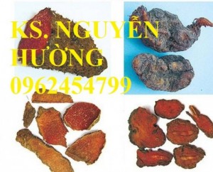 Chuyên cung cấp giống Hà thủ ô đỏ