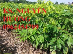 Chuyên cung cấp giống cây nhãn muộn T6, miền Thiết