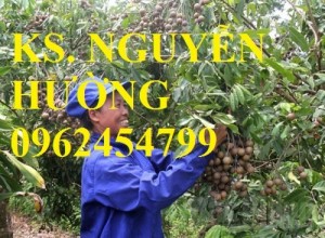 Chuyên cung cấp giống cây nhãn muộn T6, miền Thiết