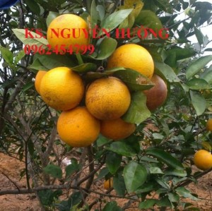 Bán giống cây cam sành gốc cam mật, cam đường canh, cam V2, cam vinh, quýt đường