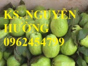 Bán giống cây ổi nữ hoàng, ổi lê ngọt đài loan, ổi tím malaysia, ổi đông dư, ổi găng