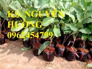Bán giống cây ổi nữ hoàng, ổi lê ngọt đài loan, ổi tím malaysia, ổi đông dư, ổi găng