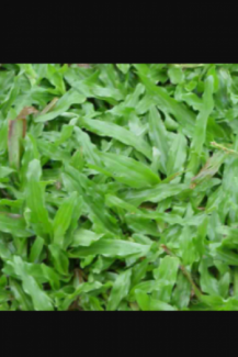 cỏ lá rừng
20 000 1 mét vuông