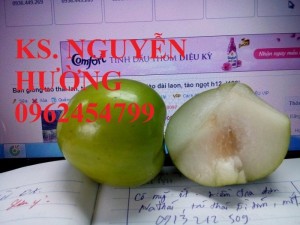 Bán giống táo thái lan, táo đại H15, táo đào vàng, táo chua gia lộc, táo ngọt H12, táo đài loan