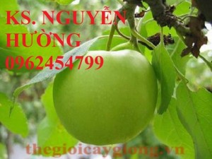 Bán giống táo thái lan, táo đại H15, táo đào vàng, táo chua gia lộc, táo ngọt H12, táo đài loan
