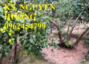 Bán giống táo thái lan, táo đại H15, táo đào vàng, táo chua gia lộc, táo ngọt H12, táo đài loan