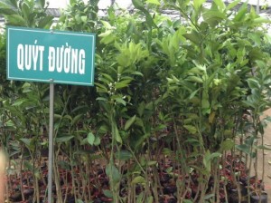 BÁN GIỐNG CÂY CAM ĐƯỜNG CANH, CAM V2, CAM VINH, QUÝT ĐƯỜNG, CAM CARA, QUÝT THÁI LAN