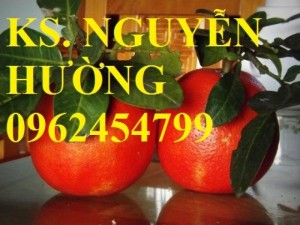 Chuyên cung cấp giống cây bưởi đỏ luận văn, bưởi tiến vua