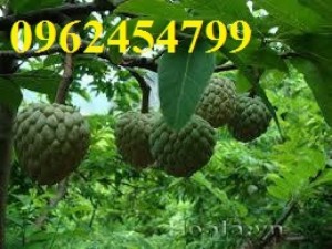 Chuyên cung câp giống cây na thái lan