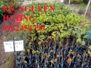 Chuyên cung câp giống cây na thái lan