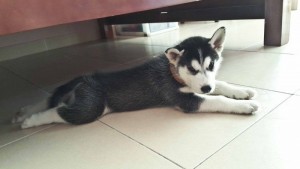 Bán chó husky thuần chủng