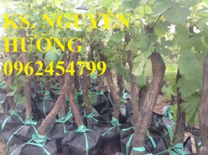 Chuyên cung cấp giống cây nho pháp, nho mỹ, nho đỏ, nho đen, nho xanh