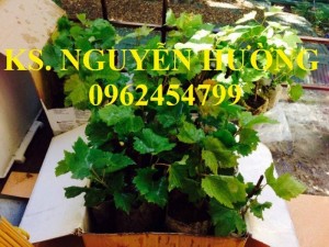 Chuyên cung cấp giống cây nho pháp, nho mỹ, nho đỏ, nho đen, nho xanh