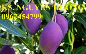 Chuyên cung cấp giống Cây Xoài Tím