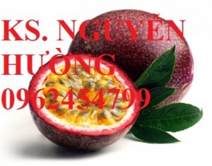 Chuyên cung cấp giống cây chanh dây, chanh leo, lạc tiên, mác mác