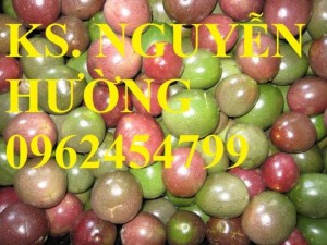 Chuyên cung cấp giống cây chanh dây, chanh leo, lạc tiên, mác mác