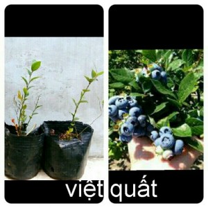Cây giống Việt Quất  đen này nhiều khách ưa trồng như một thú vui.