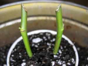 đá perlite và vermiculite