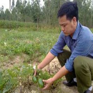 - Giá thành rẻ
- sử dụng được nhiều lần.
- tự phân hủy có thể sử dụng.
- An toàn sức khỏe.
- Tốn rất ít thời gian chăm sóc.
- Hiệu quả và chất lưỡng cao.