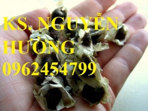 Chuyên cung cấp giống cây chùm ngây
