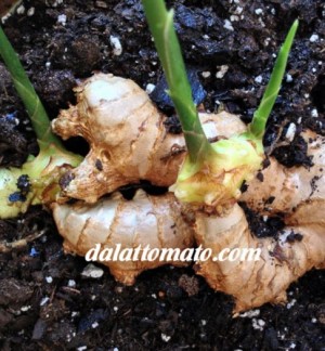 Dalattromato cung cấp các loại gừng giống, giống gừng trâu, giống gừng sẻ – gừng gió, gừng giống hơn 11 tháng, Đảm bảo nguồn gốc xuất xứ rõ ràng. có khả năng thích hợp với nhiều điều kiện khí hậu thổ nhưỡng Việt Nam cho sản phẩm có hương vị chất lượng.