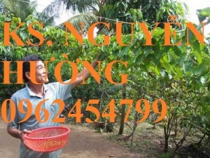 Chuyên cung cấp giống cây hoa thiên lý