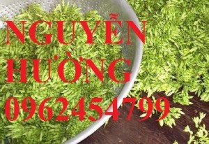 Chuyên cung cấp giống cây hoa thiên lý