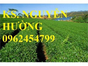 Chuyên cung cấp giống cây lâm nghiệp các loại