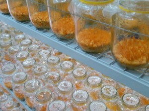Đông trùng hạ thảo sinh khối