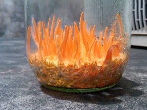 Đông trùng hạ thảo tươi