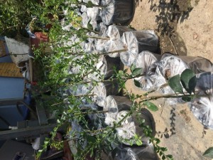Cây giống chanh đỏ, chanh ngón tay