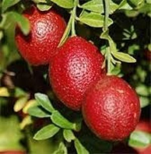 Cây giống chanh đỏ, chanh ngón tay