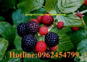 Chuyên cung cấp cây giống và hạt giống Mâm xôi hay đùm đũm, phúc bồn tử
