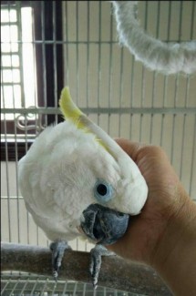 Vẹt úc