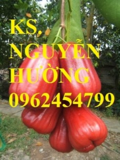 Chuyên cung cấp giống cây roi thái đỏ