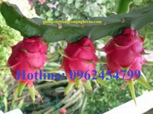 Chuyên cung cấp giống thanh long ruột đỏ, thanh long nữ hoàng chất lượng cao