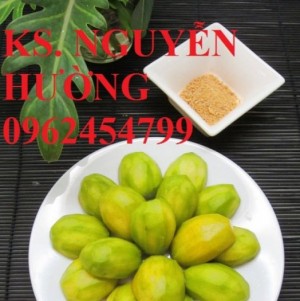 Chuyên cung cấp giống cây cóc bao tử không hạt chất lượng cao