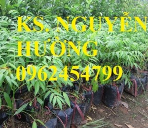 Chuyên cung cấp giống cây cóc bao tử không hạt chất lượng cao