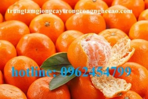 Chuyên cung cấp giống cây quýt đường thái lan chất lượng cao