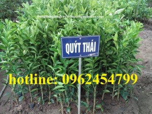 Chuyên cung cấp giống cây quýt đường thái lan chất lượng cao